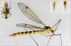 Nephrotoma flavipalpis